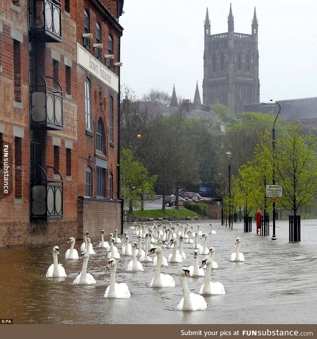 After floods in England, swans in the street - Worcester