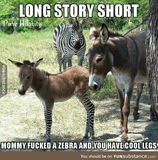And this is how you get a zonkey