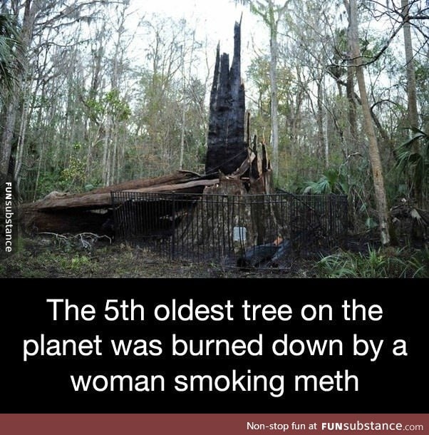 The 5th oldest tree