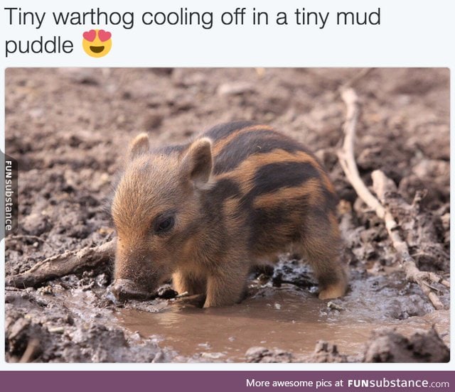 I want a tiny warthog!