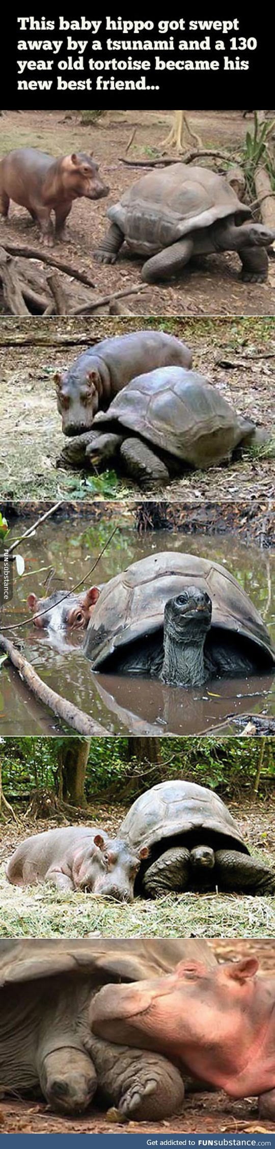 Baby hippo and 130 year old tortoise become friends