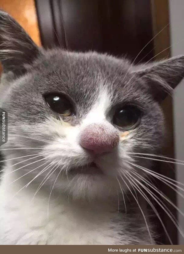Poor cat got stung, looks funny as hell though