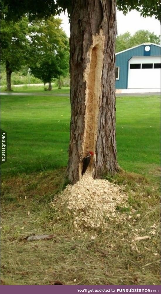 What does this wood pecker think he's trying to prove?