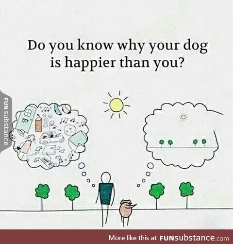 Why your dog is happier than you?