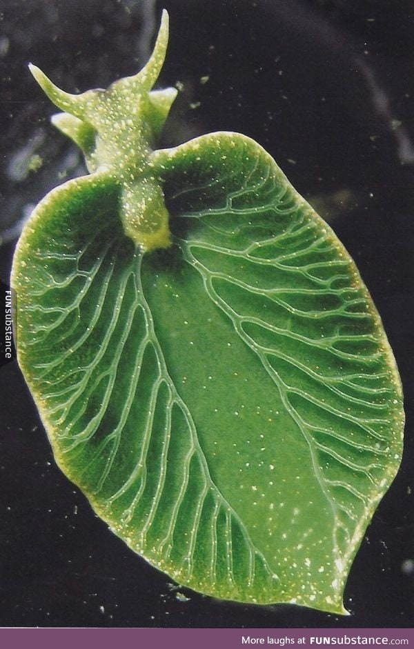 A sea slug that can photosynthesize