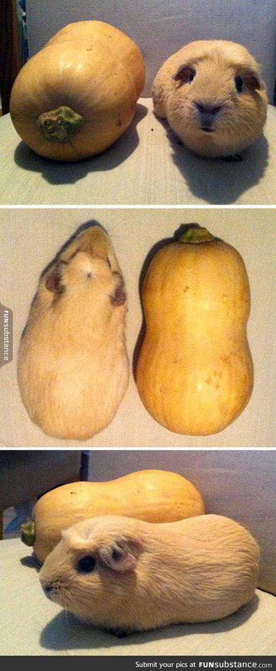 Guinea pigs and butternut squashes are pretty much the same thing