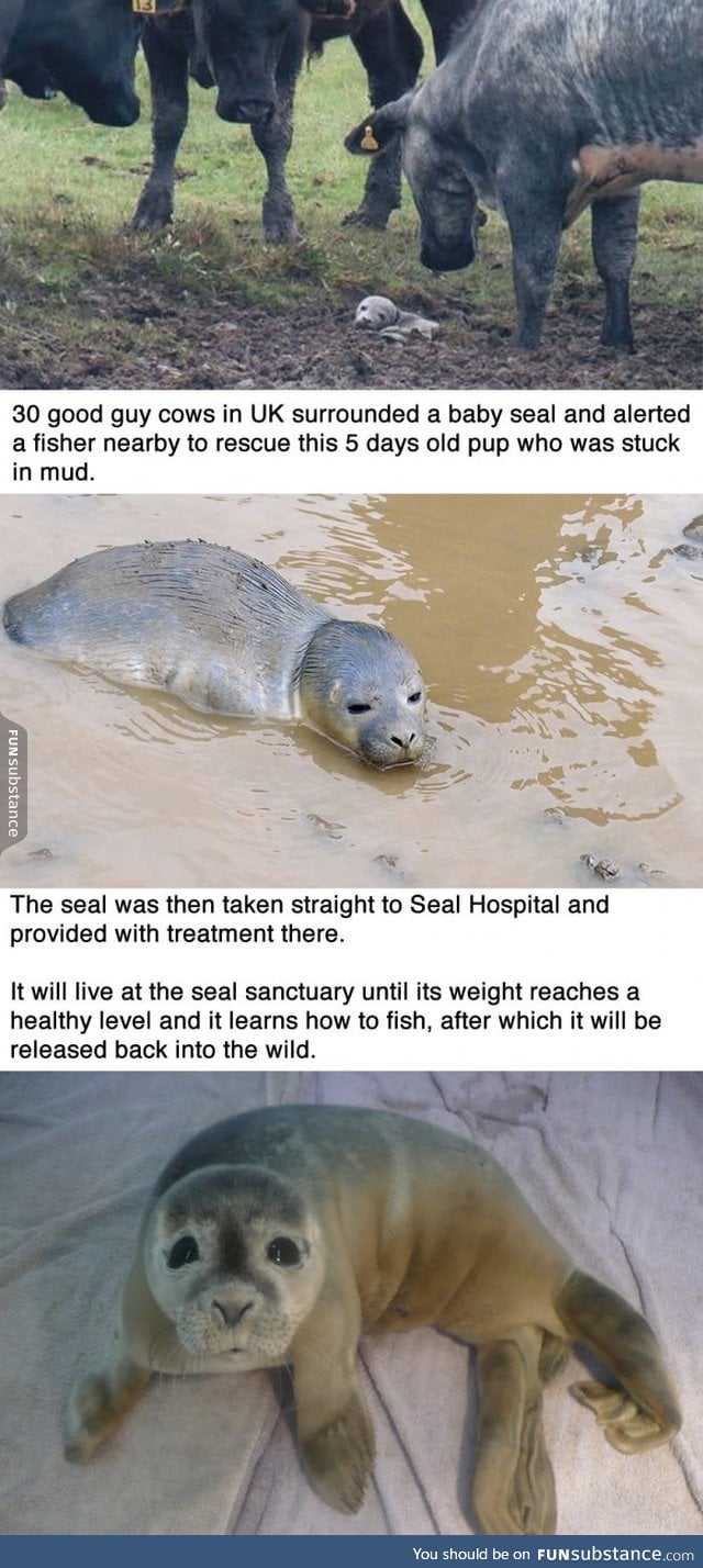 30 good guy cows just saved a baby seal