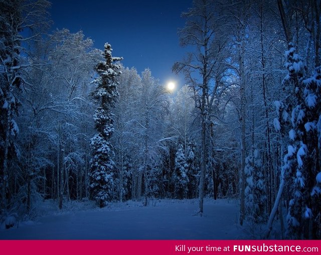 The moon illuminates the frozen trees of this Alaskan forest