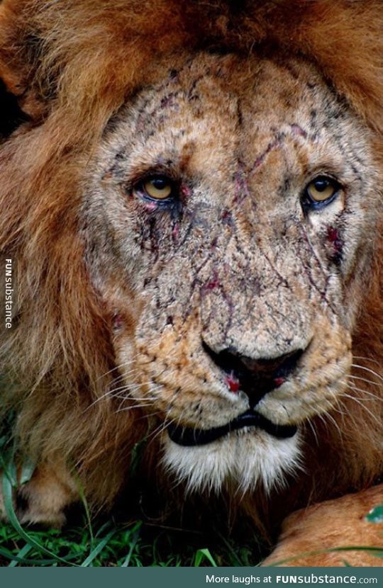 Lion's Battle Scars