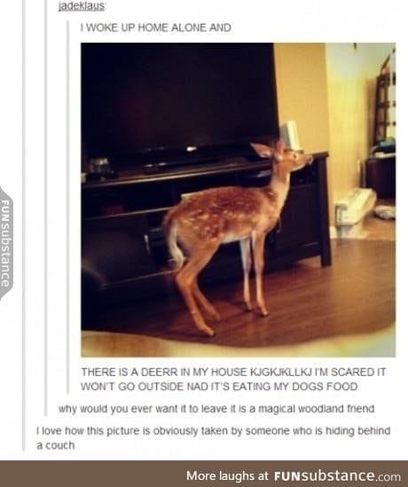 Why would you hide from a cute lil deer?