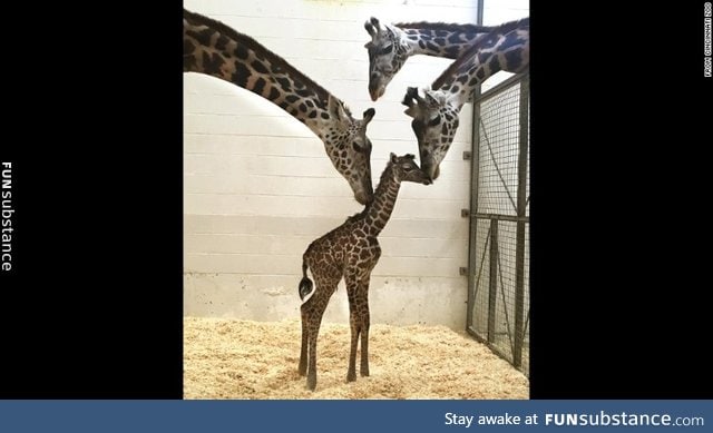 Cincy zoos new baby giraffe
