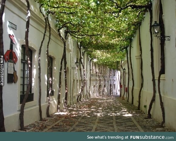 It took years to create this natural canopy
