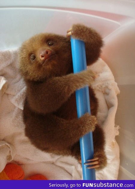 Adorable sloth of the day