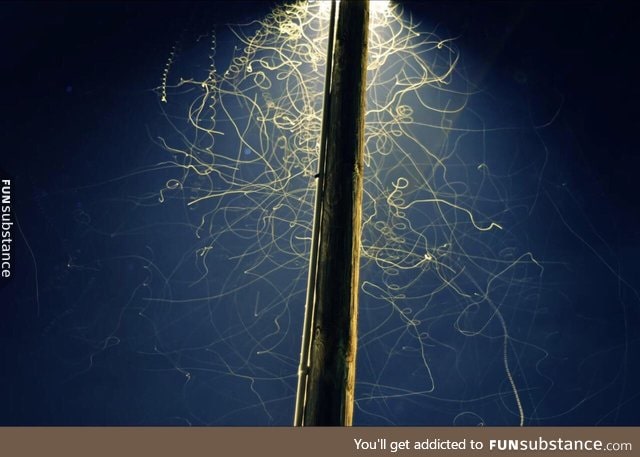 Long exposure of bugs under a street lamp