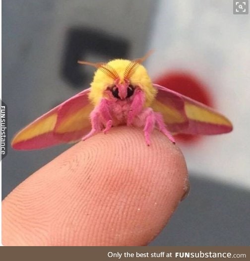 i hate moths but this one is soooo cute it is almost changing my opinion