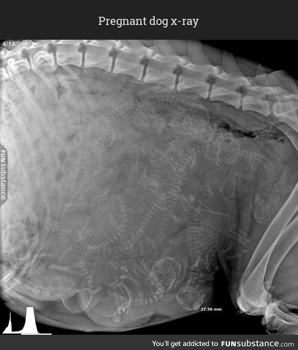 Pregnant dog x-ray