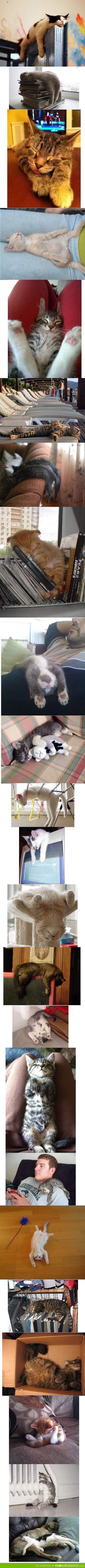 Cats sleep anywhere