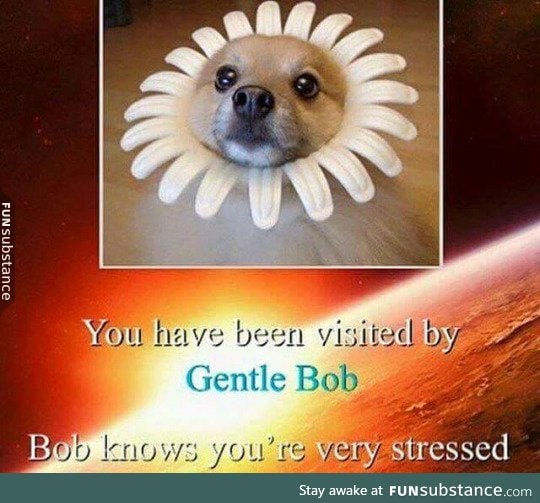 Gentle Bob
