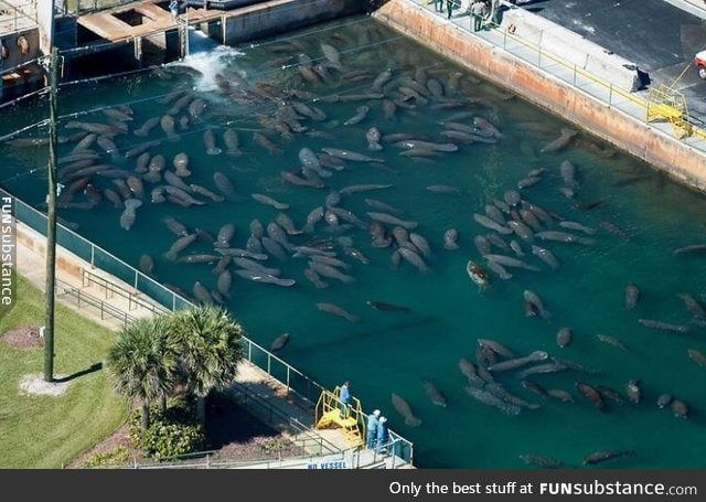 During Florida winters, manatees flock to nuclear and coal power plants for the warm