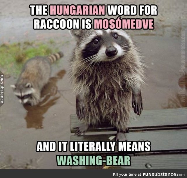 'Raccoon' in Hungarian