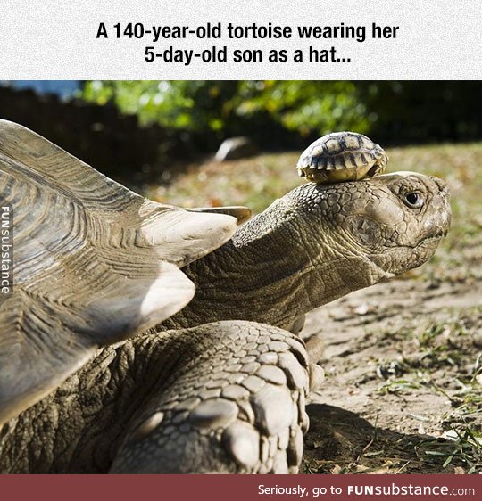 The cutest tortoise family