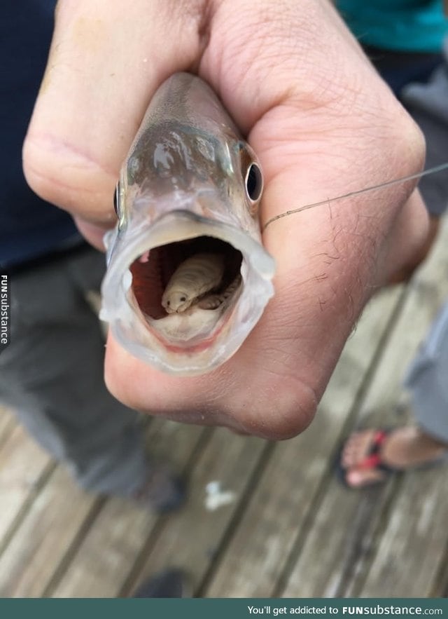 A parasite isopod chewed away and replaced a fish's tongue