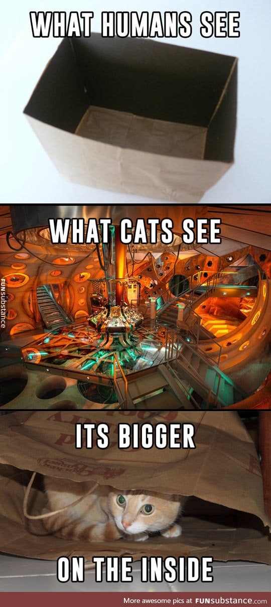The way cats see the world