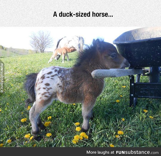 Now we have to find a horse sized duck