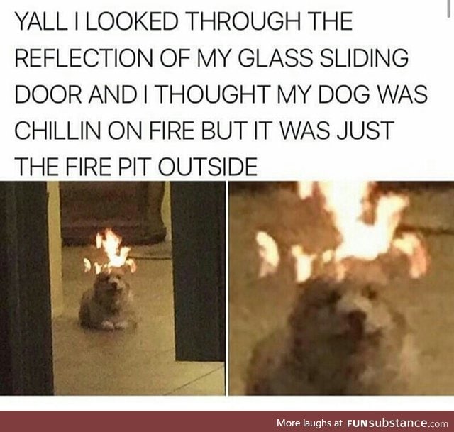 Dog on fire
