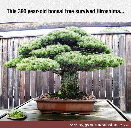 Very old bonsai tree