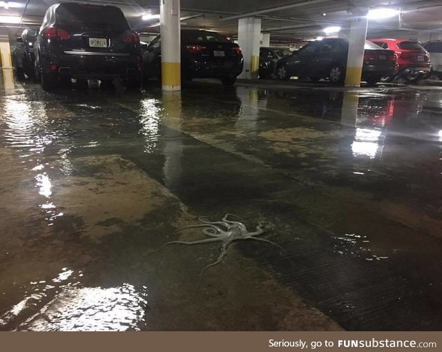 An Octopus swimming in a Miami parking garage