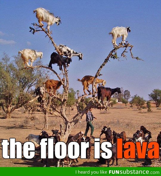 Lava Goats