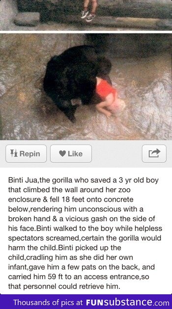 Faith in gorillas restored
