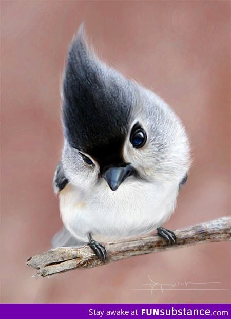 Tufted Titmouse: the most beautiful bird in the world