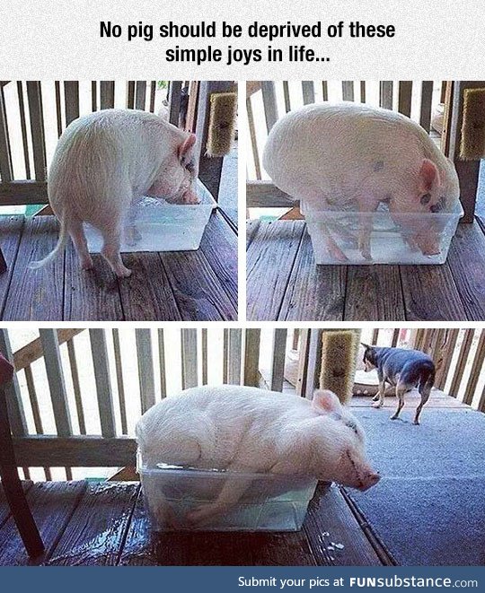 I wish I could be as happy as this pig