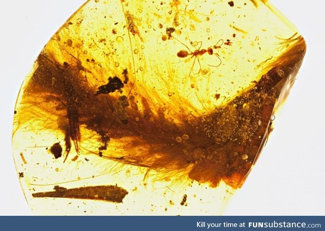 First Dinosaur Tail Found Preserved in Amber