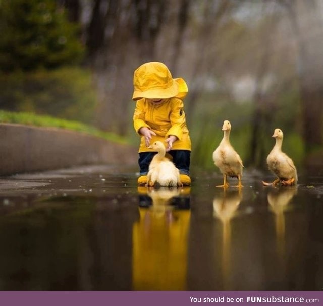 A boy with his ducks