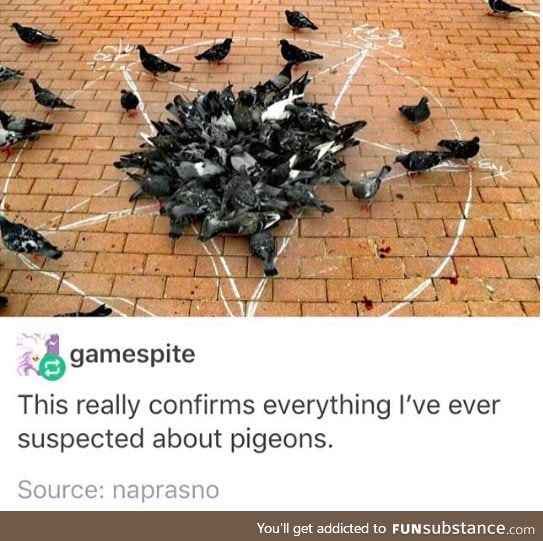 Satanic pigeons confirmed