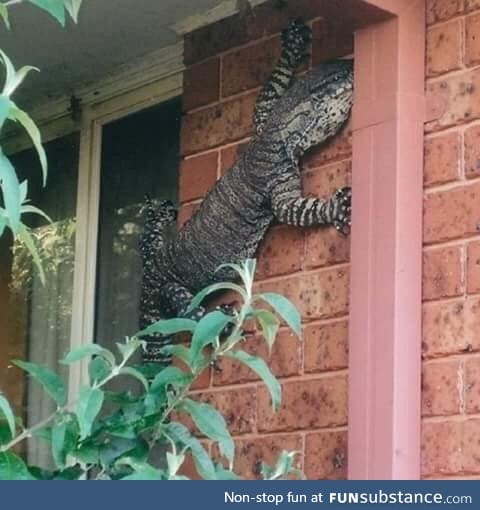 G'day mate, there's a lizard on your wall
