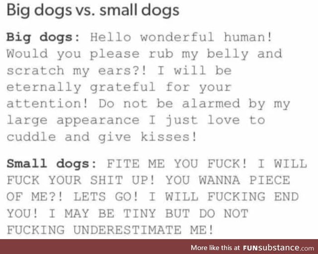 Small dogs are lil shits