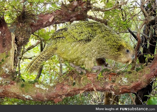 Pretty good camouflage for a giant, flightless parrot