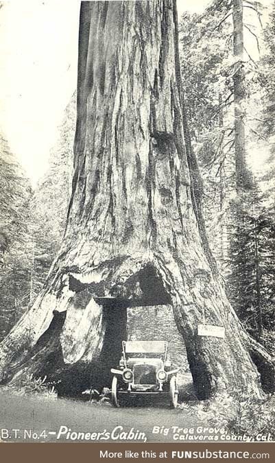 RIP Pioneer tunnel tree. The 1000+ year old sequoia tree finally fell