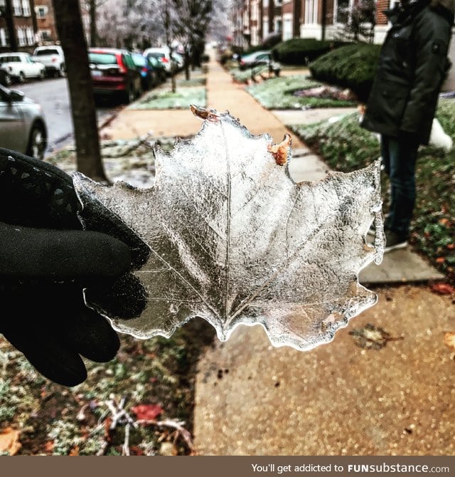Ice Leaf after the ice storm in St. Louis