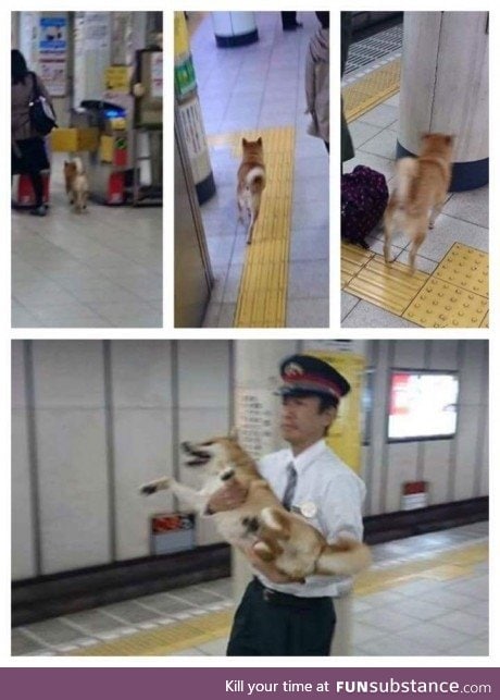 Loose doge in the subway