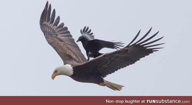This is a crow riding an eagle