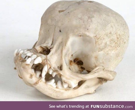 Pug skull. It's a miracle they even exist