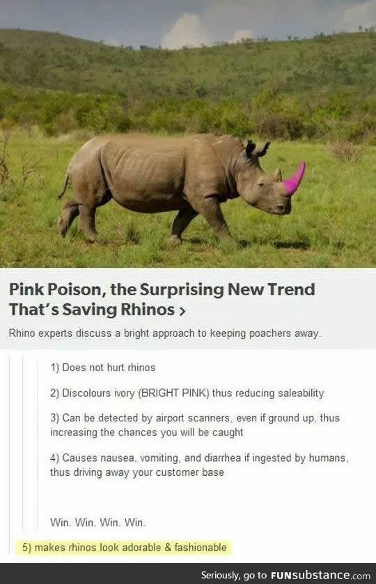 Fabulous rhinos