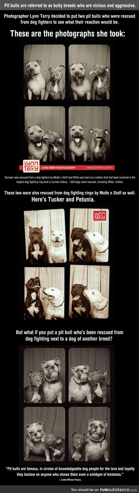 What happens when you put two vicious pit bulls in a photo booth