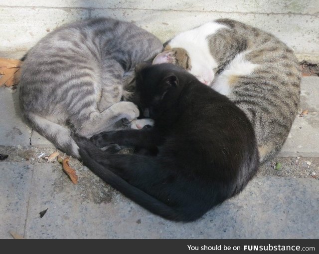 3 cats sleeping in a heart-shaped configuration - FunSubstance