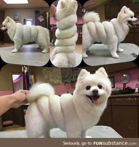 What did he say to his groomer?